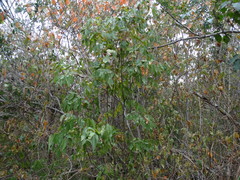 Lonchocarpus mutans