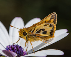Hylephila fasciolata