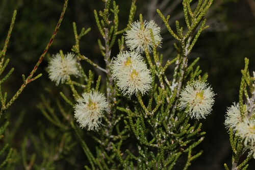 Melaleuca thyoides