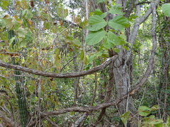 Combretum fruticosum