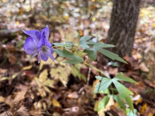 Image of Aconitum uncinatum by (c) harrier, some rights reserved (CC BY)