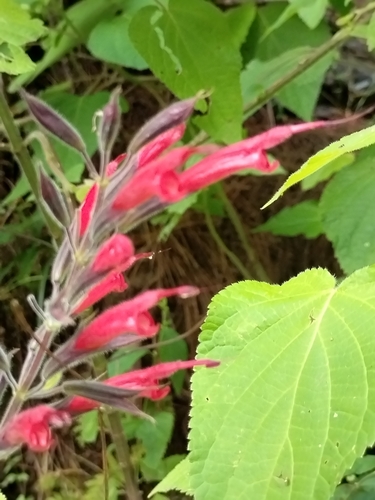 Image of Salvia longistyla by no rights reserved