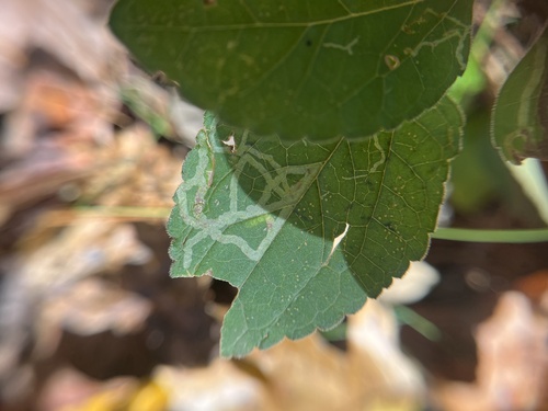 Liriomyza helianthi