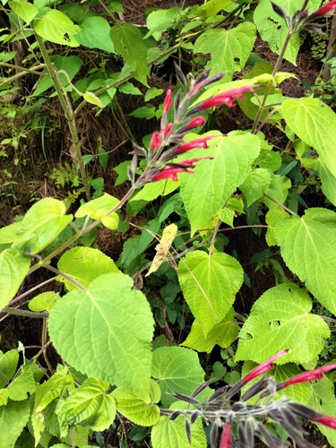 Image of Salvia longistyla by no rights reserved