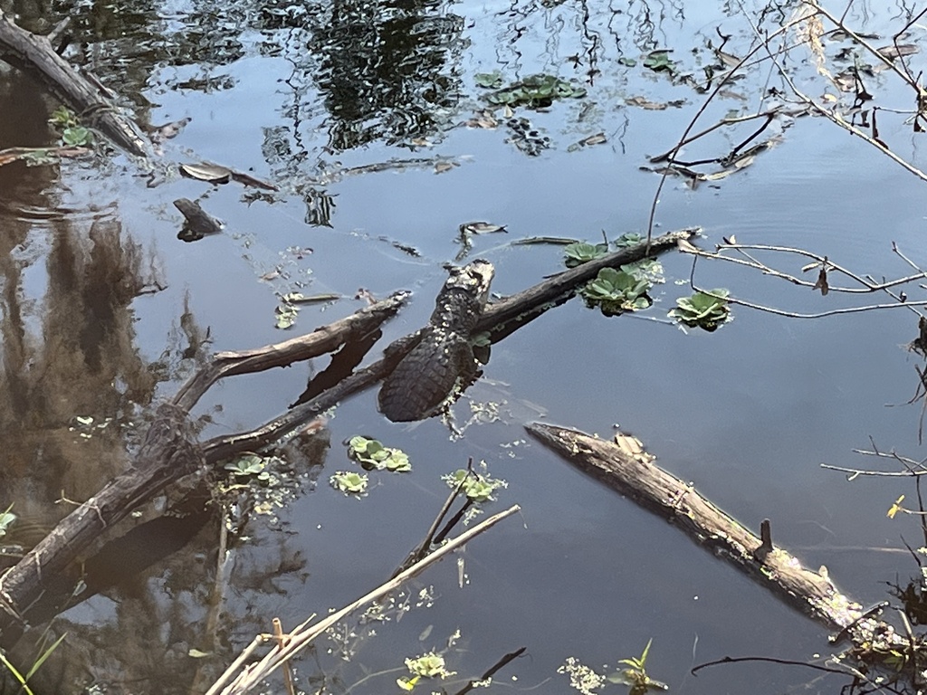 American Alligator from Winter Lake Rd, Lakeland, FL, US on February 15 ...