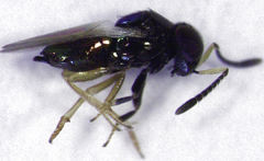 Parectromoides varipes