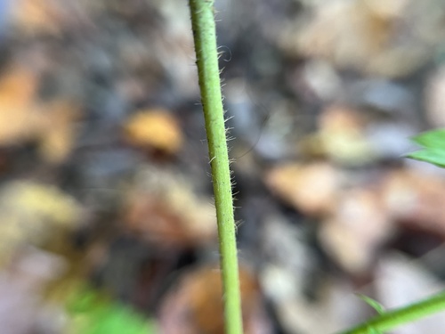 Image of Agrimonia pubescens by (c) harrier, some rights reserved (CC BY)