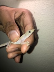 Common House Gecko photo 5