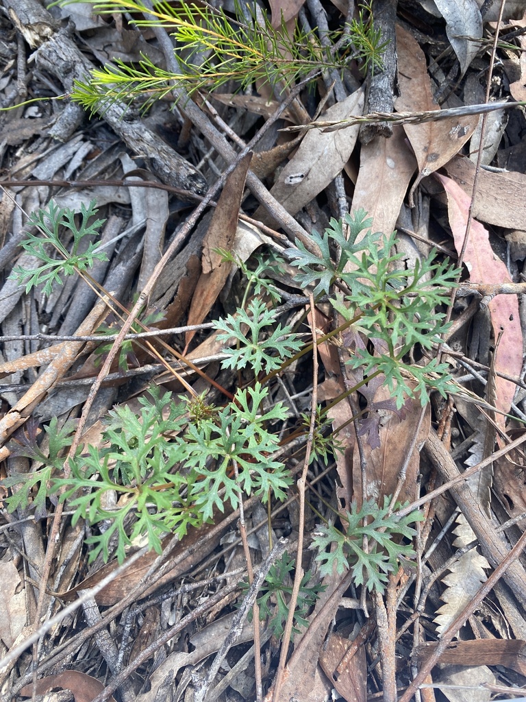 plants from Agnes Banks Nature Reserve, Agnes Banks, NSW, AU on ...