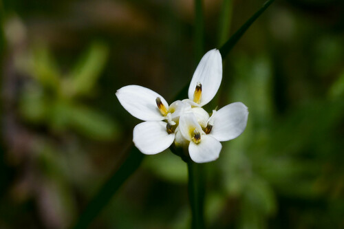 Panphalea