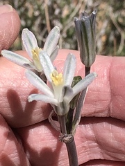 Androstephium breviflorum
