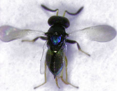 Parectromoides varipes