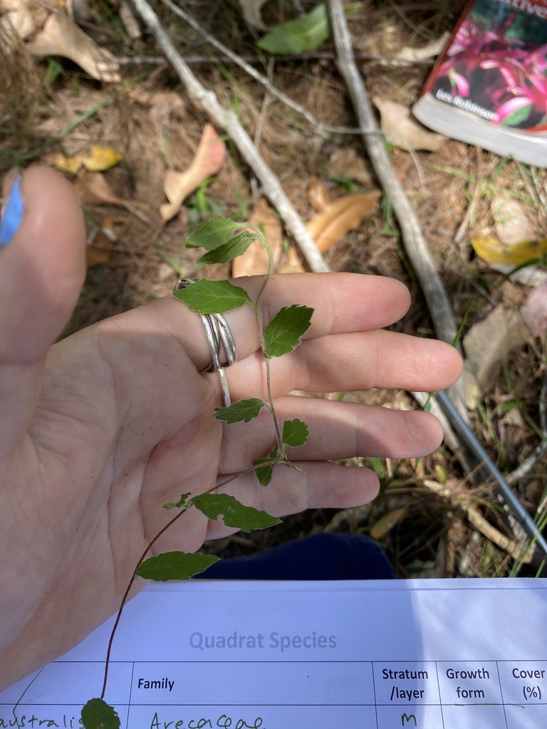 plants from Ingleside, NSW, AU on October 31, 2023 at 0153 PM by