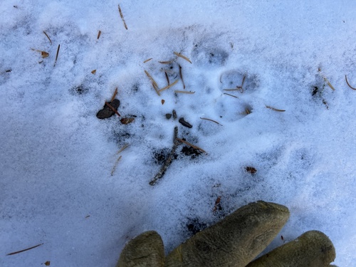 Mountain Lion photographed in Idaho