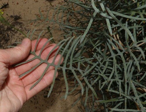Image of Banksia pteridifolia by (c) Greg Tasney, some rights reserved (CC BY-SA)