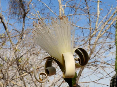 Pseudobombax palmeri