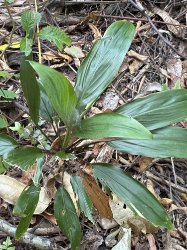 Cordyline fruticosa