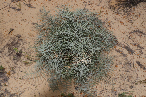 Image of Banksia pteridifolia by (c) Greg Tasney, some rights reserved (CC BY-SA)