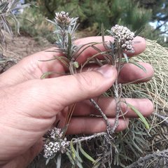 Gnaphaliothamnus salicifolius