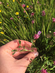 Trifolium depauperatum