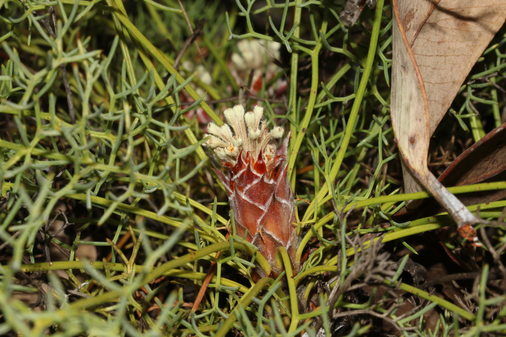 Petrophile circinata