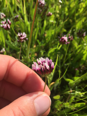 Trifolium variegatum