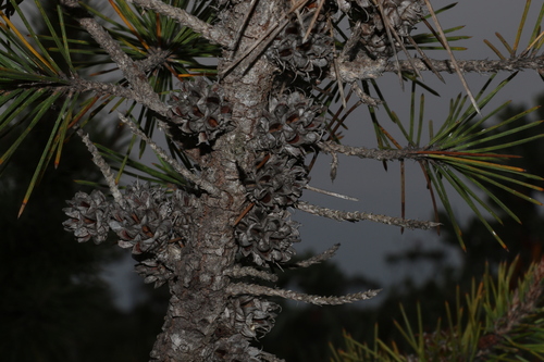 Allocasuarina pinaster (Allocasuarina pinaster)