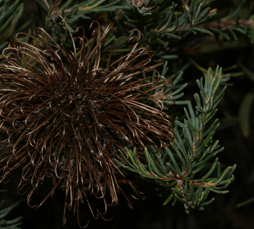 Image of Banksia violacea by (c) Greg Tasney, some rights reserved (CC BY-SA)