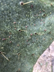 Hesperolabops gelastops