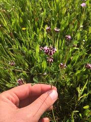 Trifolium variegatum