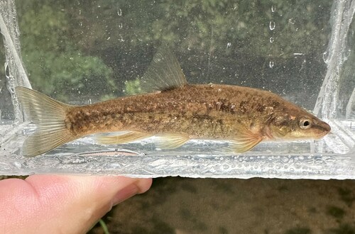 Western Blacknose Dace