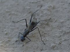 Cephalosphen conifrons