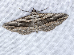 Chrysolarentia severata