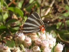 Panthiades bathildis