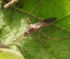 Burtinus notatipennis