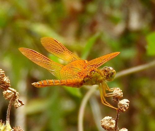 Mexican Amberwing