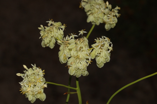 Glischrocaryon flavescens, 2023-10-21