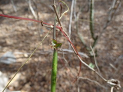 Cissus trifoliata