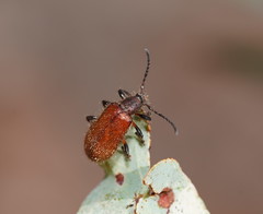 Metriolagria affinis