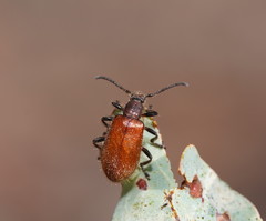 Metriolagria affinis