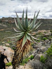 Aloe comosa