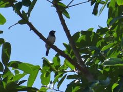 Spermestes cucullata scutata