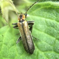 Podabrus cavicollis