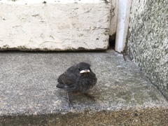 Phoenicurus ochruros