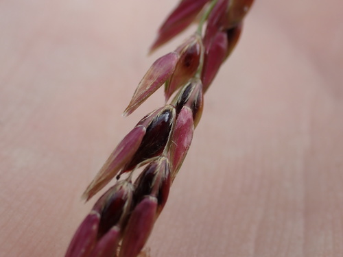 Sorghum halepense