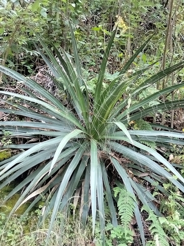 Agave schidigera