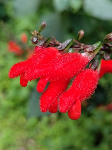Durangan Sage (Salvia durangensis)
