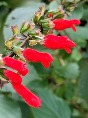 Image of Salvia durangensis by no rights reserved