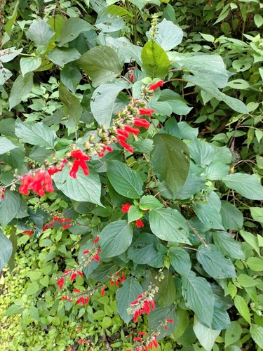 Image of Salvia durangensis by no rights reserved