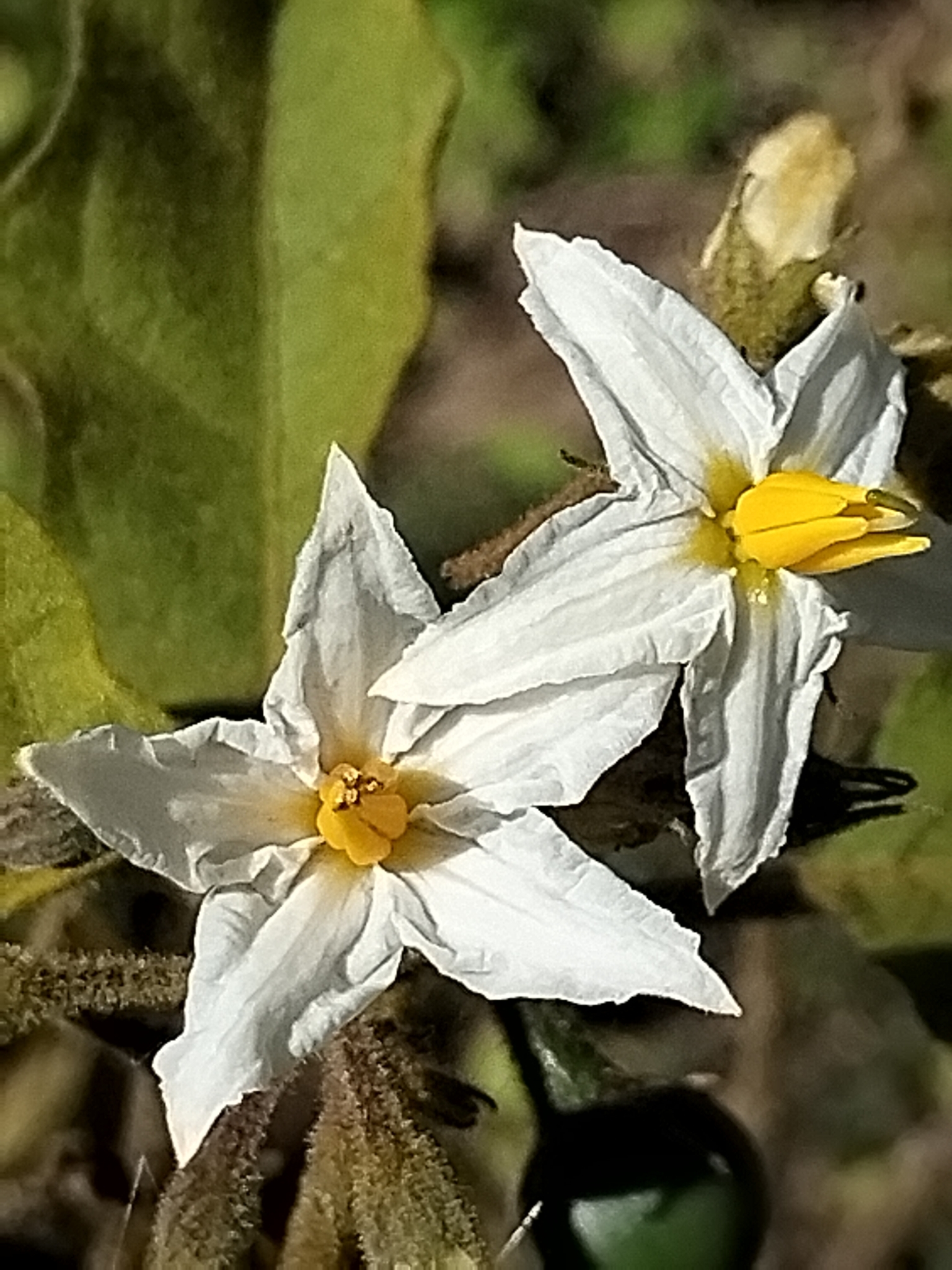 Solanum ferrugineum